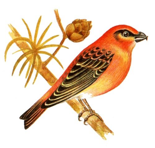 Дидактические карточки птицы наших лесов