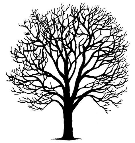 Ветвистое дерево рисунок