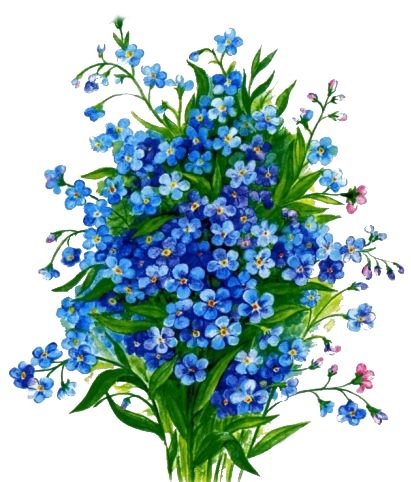 Букет незабудок