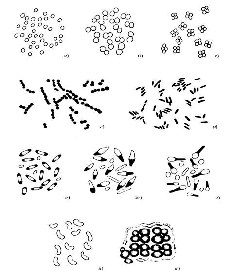 Формы бактерий микрококки