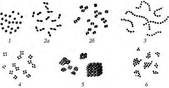Стафилококки стрептококки пневмококки