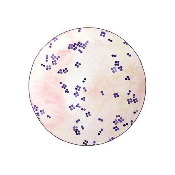 Кокки микрококки