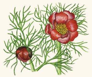 Пион тонколистный черно белый