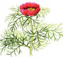 Пион тонколистный рисунок