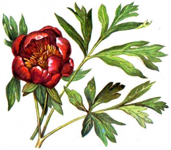 Пион тонколистный Ботаническая иллюстрация