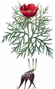 Пион тонколистный корень