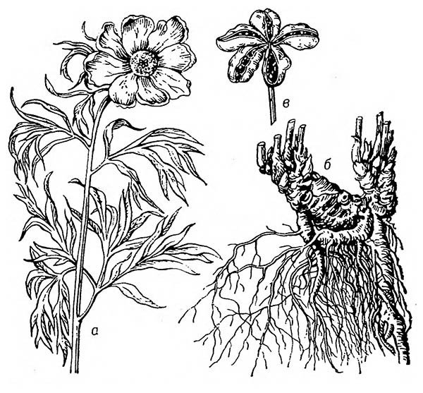 Пион тонколистный черно белый