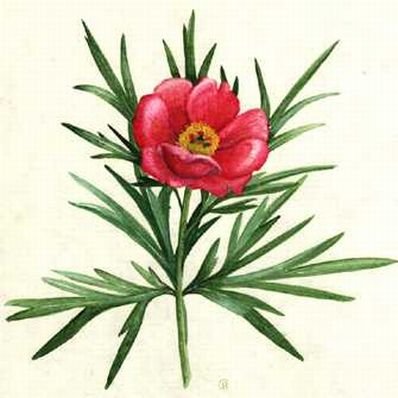 Пион тонколистный