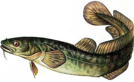 Налим рыба Волга