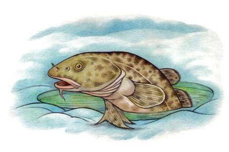 Иллюстрация к рассказу налим