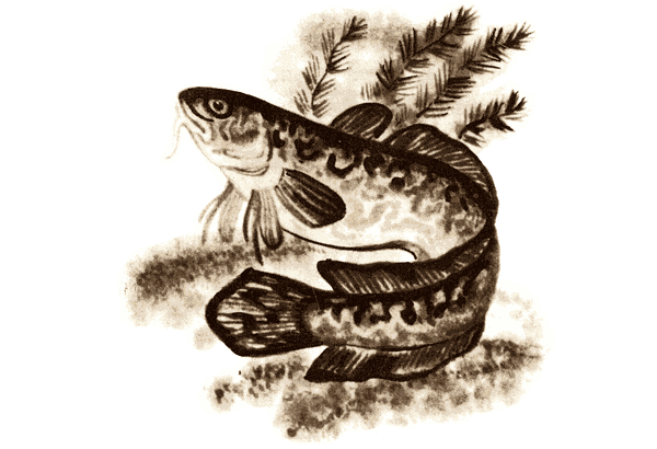 Налим иллюстрация