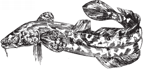 Налим раскраска