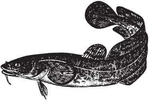 Налим Петрович