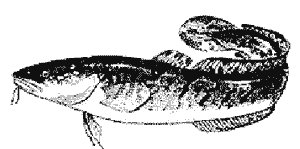 Налим черно-белый