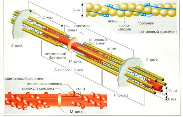 Структура миофибриллы схема