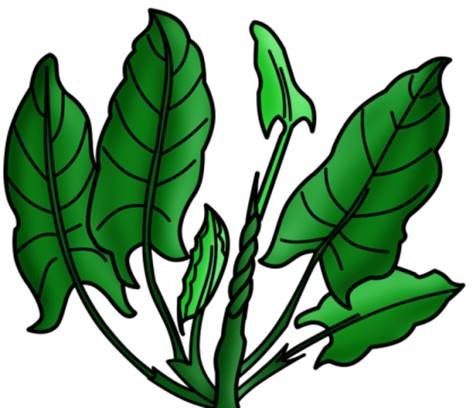 Щавель мультяшный