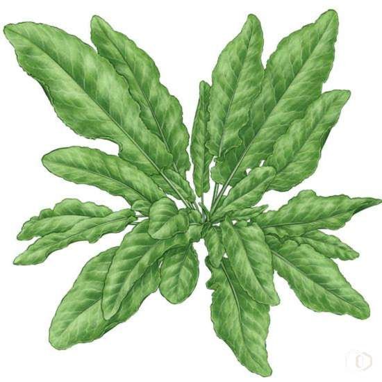 Щавель зарисовка