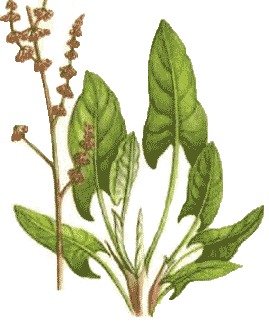 Щавель конский Ботанический рисунок