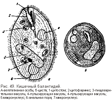 Balantidium coli схема строения