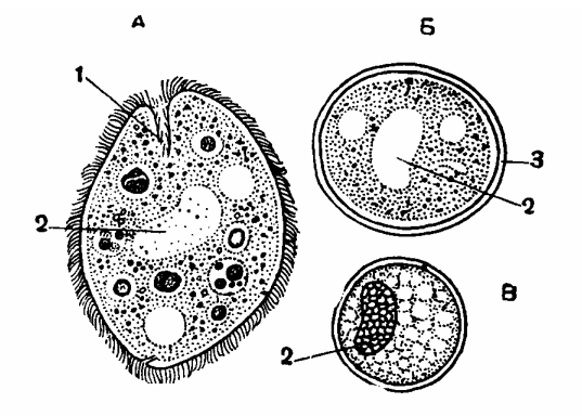 Жизненный цикл балантидия