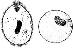 Циста балантидия строение