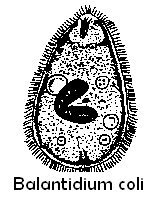 Балантидий рисунок (47 фото)