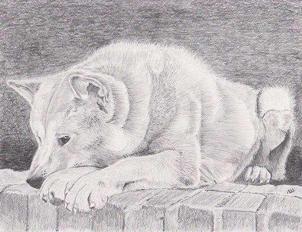 Собака арт Хатико