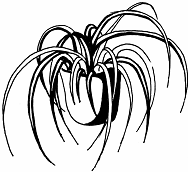 Раскраски комнатные растения хлорофитум