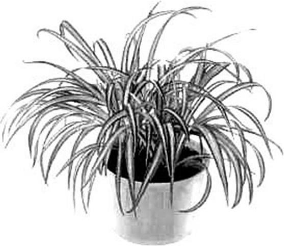 Хлорофитум раскраска для детей