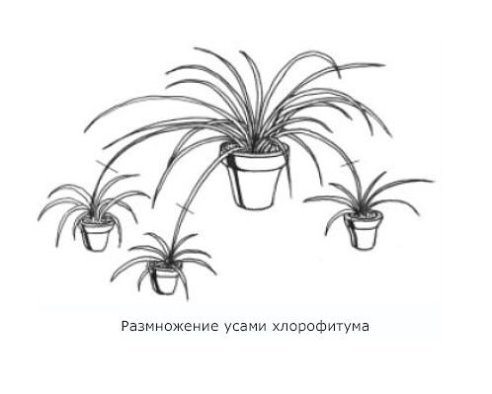 Хлорофитум хохлатый рисунок