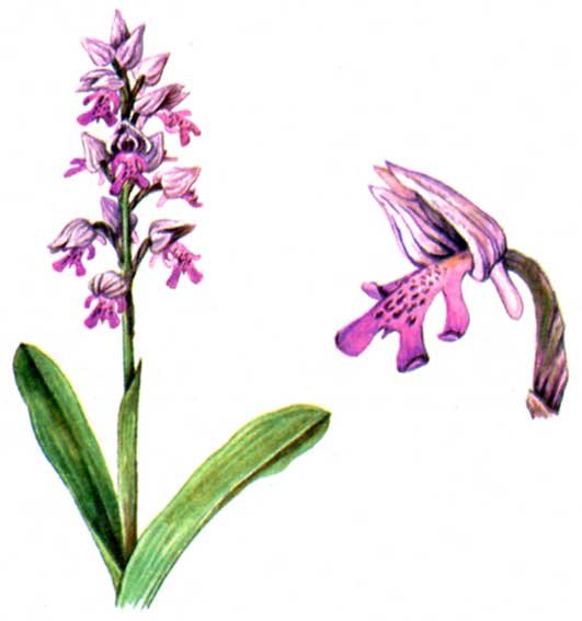 Ятрышник шлемоносный Ботаническая иллюстрация