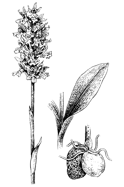 Ятрышник шлемоносный Ботаническая иллюстрация