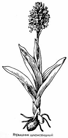 Ятрышник шлемоносный Ботаническая иллюстрация