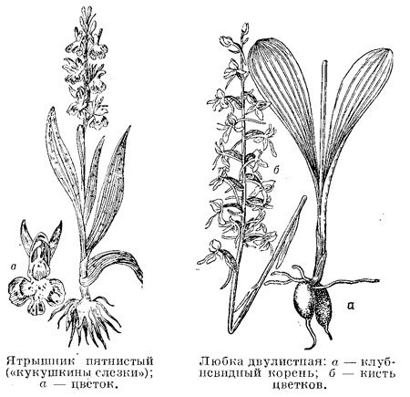 Ятрышник шлемоносный рис