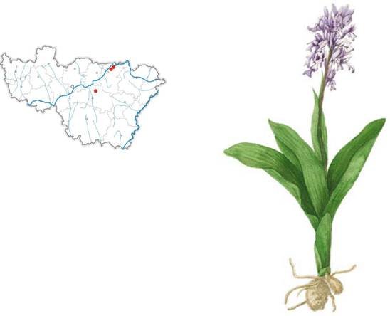 Ятрышник клубни черный белый