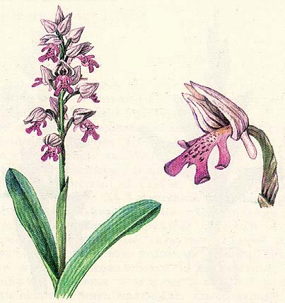 Любка двулистная формула цветка