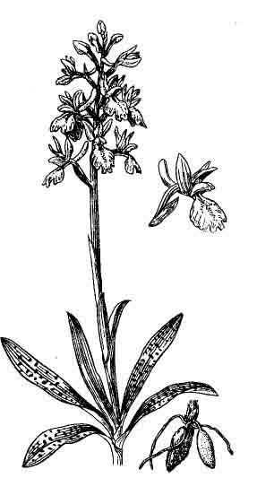 Ятрышник шлемоносный красная книга