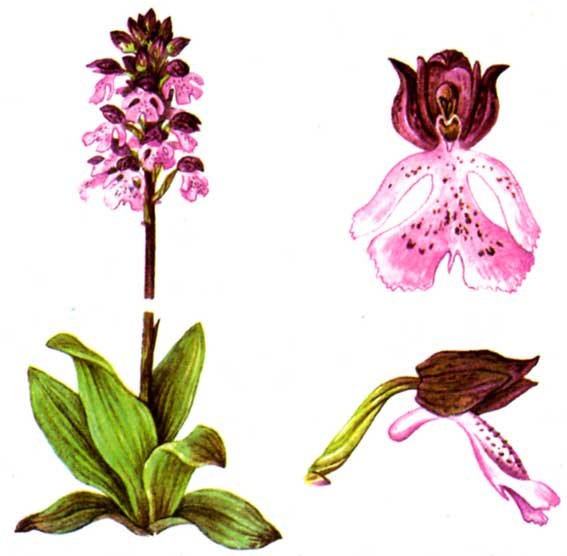 Гиацинт раскраска