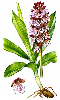 Ятрышник раскраска