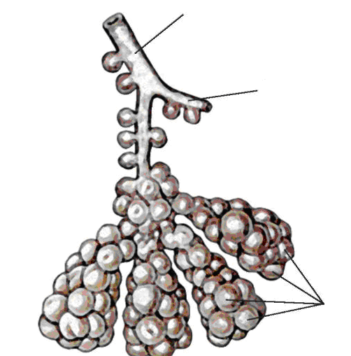 Анатомия ацинуса