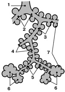 Бронхиальное дерево и альвеолярное дерево
