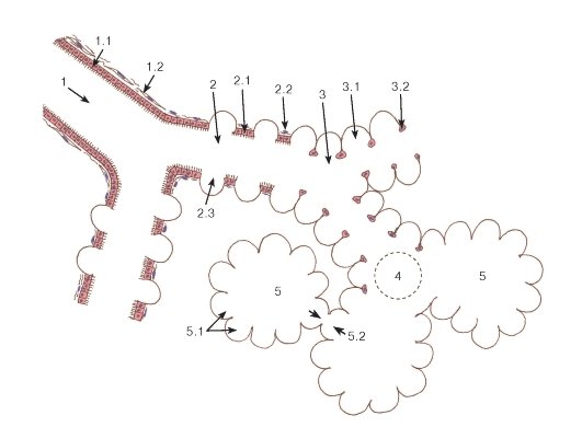 Рисунок ацинус (49 фото)
