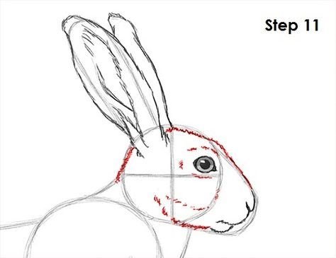 Заяц спереди рисунок