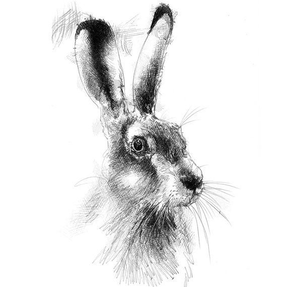 Набросок кролика карандашом