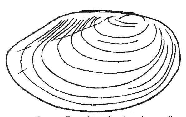 Двустворчатые моллюски беззубка нарисовать