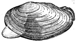 Беззубка черно белая