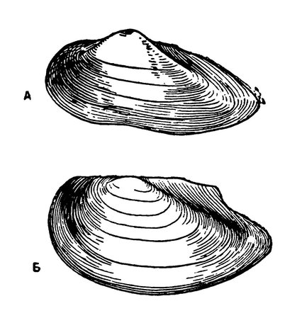 Перловица строение
