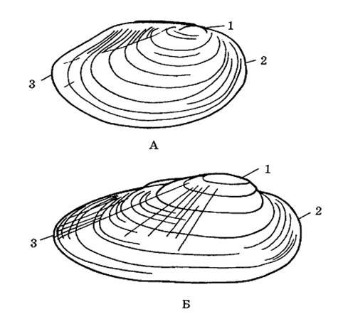 Раковина перловицы строение