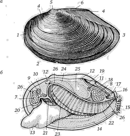 Перловица строение