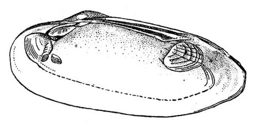 Раковина перловицы строение